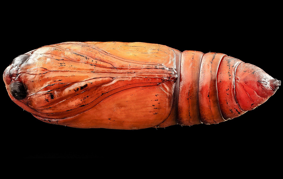 An image of an orange pupa