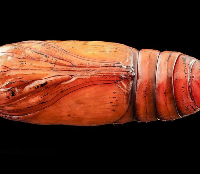 An image of an orange pupa